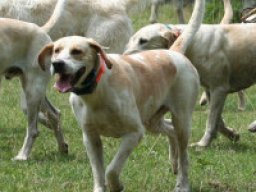 july_hound_1_20220419_1183884078